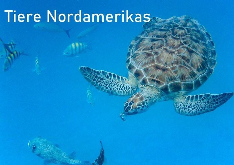 Produktbild: Tiere Nordamerikas