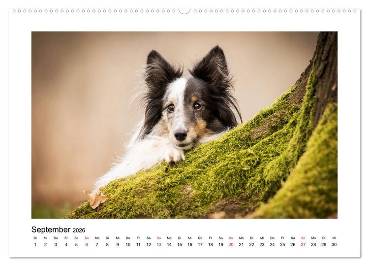 Produktbild: Herzensshelties - Shetland Sheepdogs (hochwertiger Premium Wandkalender 2026 DIN A2 quer), Kunstdruck in Hochglanz