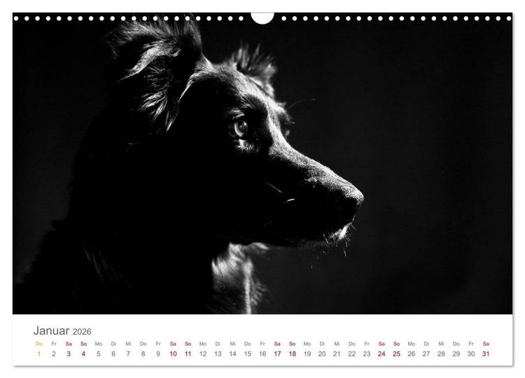 Produktbild: Hundeportraits Fine Art (Wandkalender 2026 DIN A3 quer), CALVENDO Monatskalender