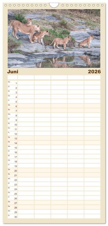 Produktbild: Familienplaner 2026 - L&ouml;wen - Raubkatzen Afrikas mit 5 Spalten (Wandkalender, 21 x 45 cm) CALVENDO