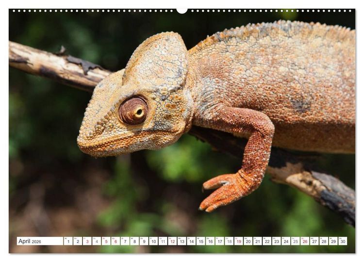 Produktbild: Madagaskar. Traumhafte Natur und Tierwelt (Wandkalender 2026 DIN A2 quer), CALVENDO Monatskalender