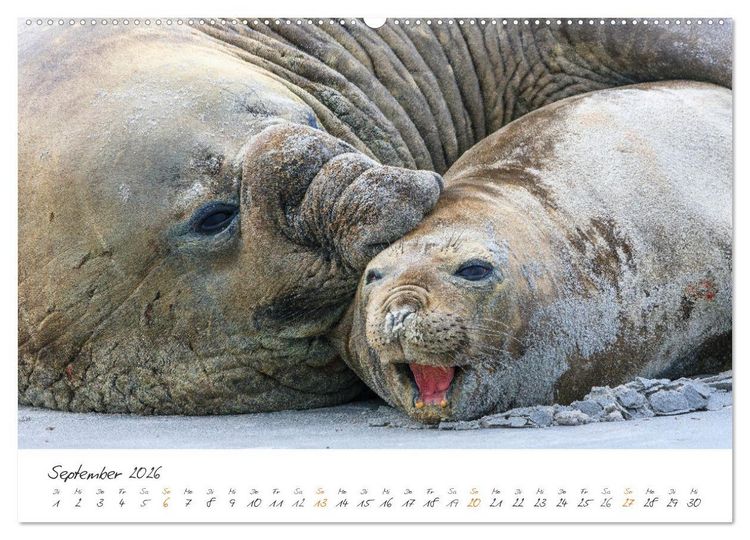 Produktbild: Tierisches von den Falklandinseln (hochwertiger Premium Wandkalender 2026 DIN A2 quer), Kunstdruck in Hochglanz