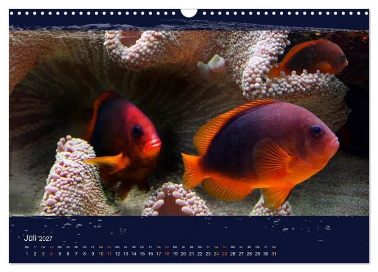 Produktbild: Korallenfische im Lichtschimmer des Meeres (Wandkalender 2027 DIN A3 quer), CALVENDO Monatskalender