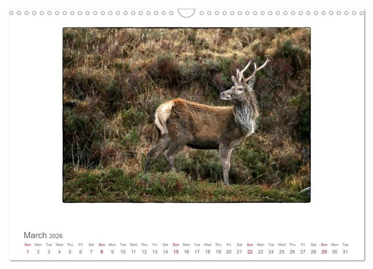 Produktbild: Wild Deer In The Highlands (Wall Calendar 2026 DIN A3 landscape), CALVENDO 12 Month Wall Calendar