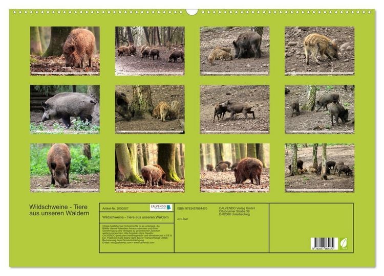 Produktbild: Wildschweine - Tiere aus unseren W&auml;ldern (Wandkalender 2026 DIN A2 quer), CALVENDO Monatskalender