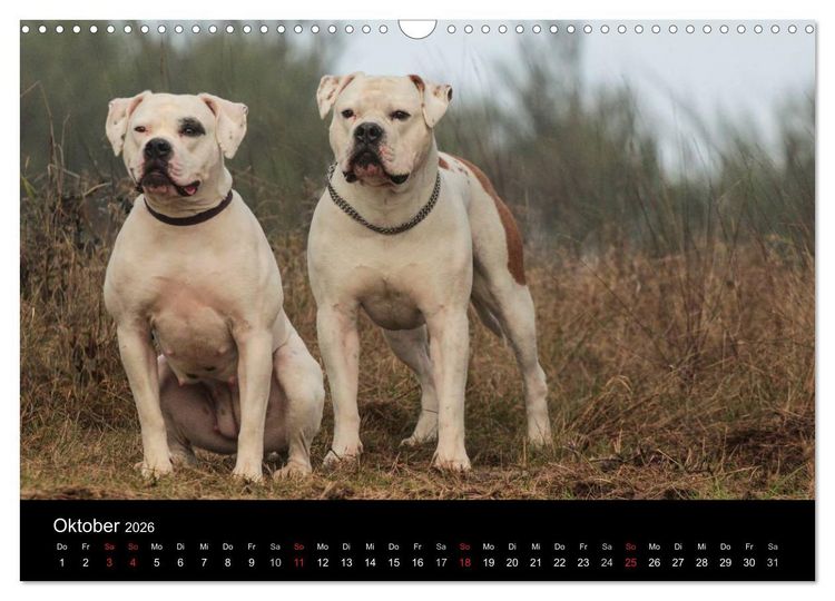 Produktbild: American Bulldog - alles Andere ist nur ein Hund (Wandkalender 2026 DIN A3 quer), CALVENDO Monatskalender