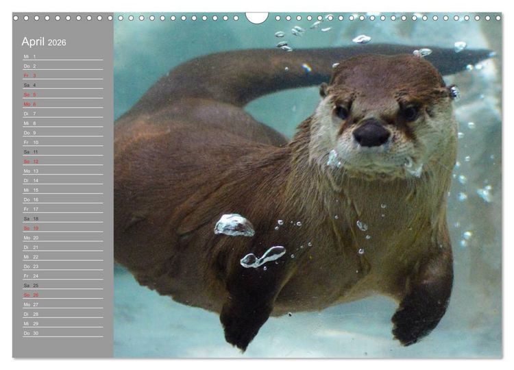 Produktbild: Otter. Frech, laut und clever (Wandkalender 2026 DIN A3 quer), CALVENDO Monatskalender
