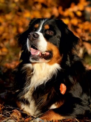 Produktbild: CALVENDO Puzzle Ein Motiv aus dem Kalender Faszination Berner Sennenhund | 1000 Teile Lege-Gr&ouml;&szlig;e 64x48cm Foto-Puzzle f&uuml;r gl&uuml;ckliche Stunden