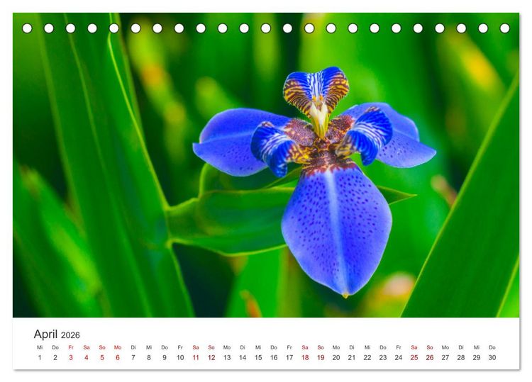 Produktbild: Die magische Welt der Blumen (Tischkalender 2026 DIN A5 quer), CALVENDO Monatskalender