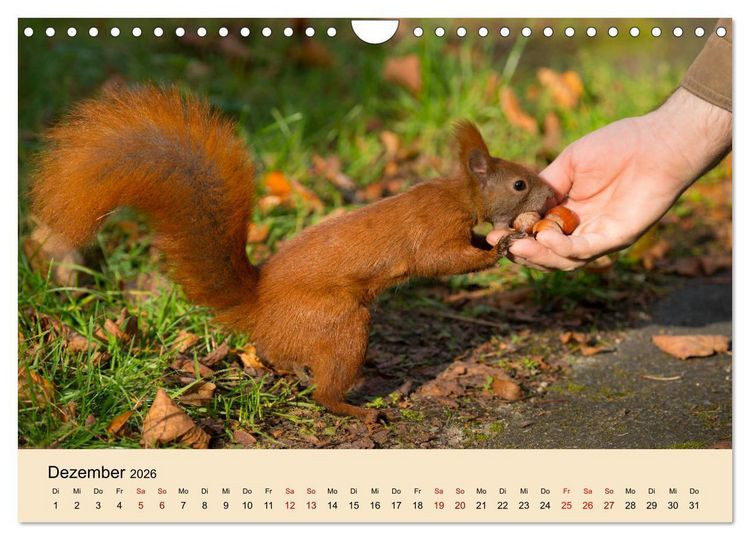 Produktbild: Eichh&ouml;rnchen in Berlin (Wandkalender 2026 DIN A4 quer), CALVENDO Monatskalender