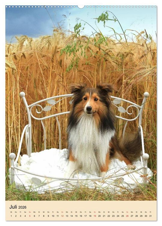 Produktbild: Mit Shelties durchs Jahr (hochwertiger Premium Wandkalender 2026 DIN A2 hoch), Kunstdruck in Hochglanz