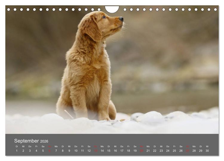 Produktbild: Chesley Kleiner Hund grosse Abenteuer (Wandkalender 2026 DIN A4 quer), CALVENDO Monatskalender