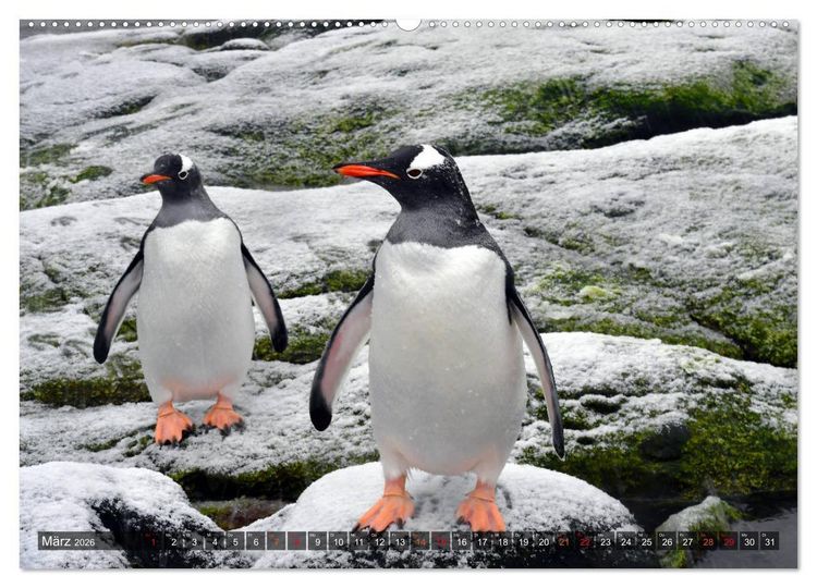 Produktbild: Tierparadies S&uuml;dpolarmeer (hochwertiger Premium Wandkalender 2026 DIN A2 quer), Kunstdruck in Hochglanz