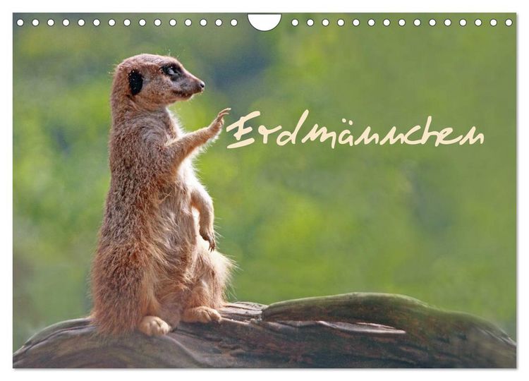 Produktbild: Erdm&auml;nnchen (Wandkalender 2026 DIN A4 quer), CALVENDO Monatskalender