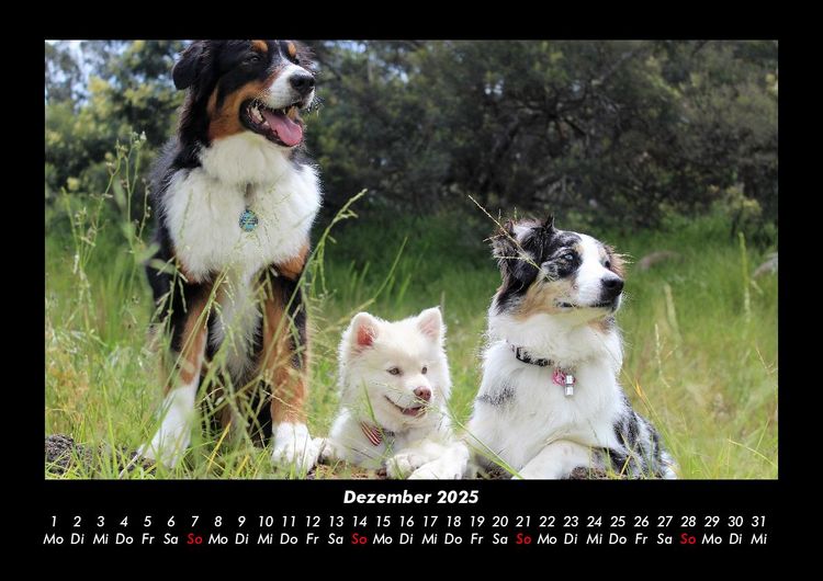 Produktbild: Der Hundekalender 2025 Fotokalender DIN A3