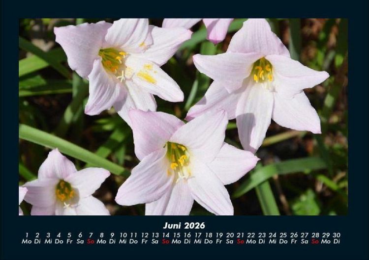 Produktbild: Blumentraum 2026 Fotokalender DIN A4