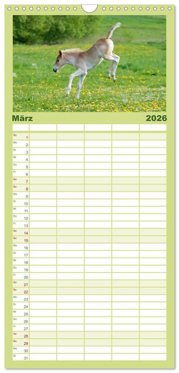 Produktbild: Familienplaner 2026 - Haflinger Fohlen mit 5 Spalten (Wandkalender, 21 x 45 cm) CALVENDO
