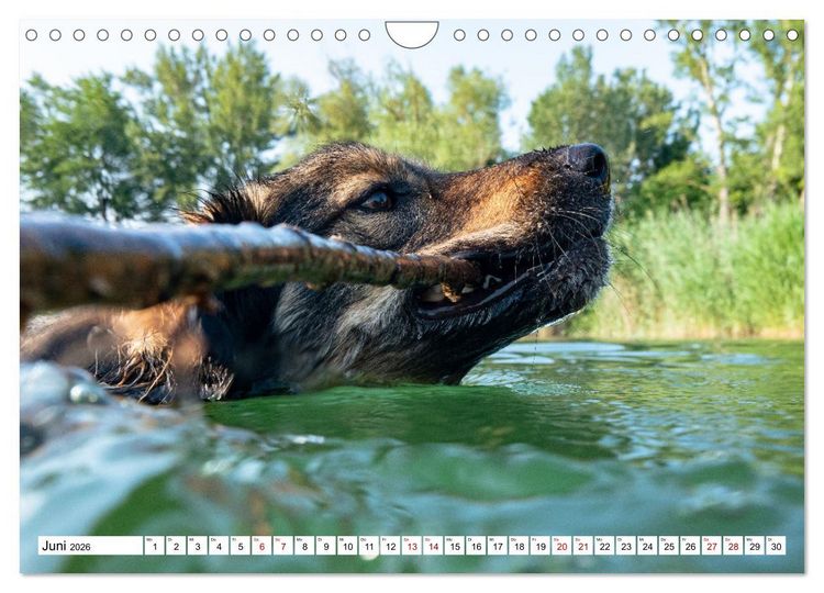 Produktbild: Ein Hundejahr in Bildern (Wandkalender 2026 DIN A4 quer), CALVENDO Monatskalender