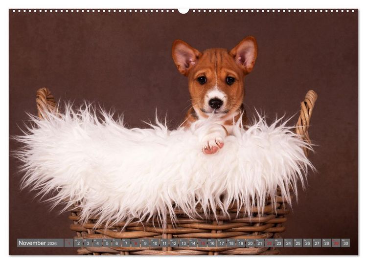 Produktbild: Der Basenji (Wandkalender 2026 DIN A2 quer), CALVENDO Monatskalender