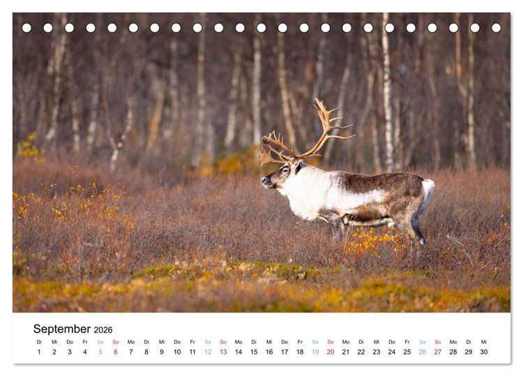 Produktbild: Tierwelt Skandinaviens (Tischkalender 2026 DIN A5 quer), CALVENDO Monatskalender