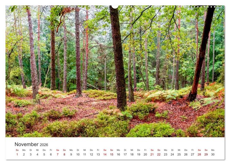 Produktbild: DEUTSCHLAND, S&auml;chsische Schweiz Nationalpark, M&auml;rchenwald (hochwertiger Premium Wandkalender 2026 DIN A2 quer), Kunstdruck in Hochglanz