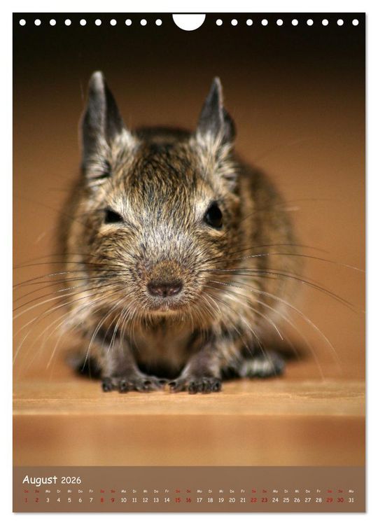 Produktbild: Degus - Winzlinge mit gro&szlig;em Herz (Wandkalender 2026 DIN A4 hoch), CALVENDO Monatskalender