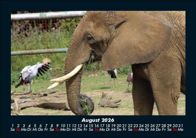 Produktbild: Der Elefantenkalender 2026 Fotokalender DIN A5