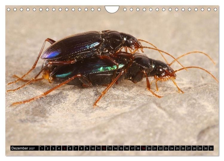 Produktbild: LAUFK&Auml;FER - CARABIDAE (Wandkalender 2027 DIN A4 quer), CALVENDO Monatskalender