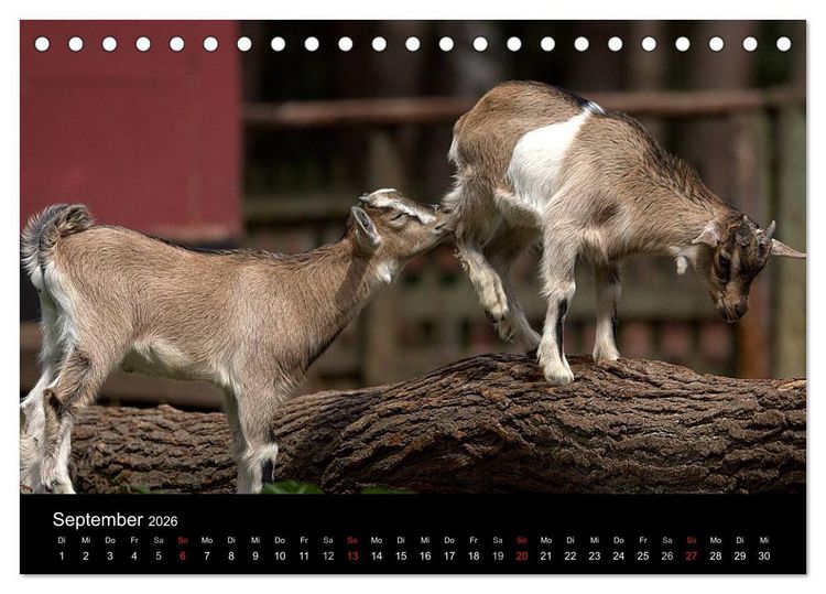 Produktbild: Zwergziegen (Tischkalender 2026 DIN A5 quer), CALVENDO Monatskalender
