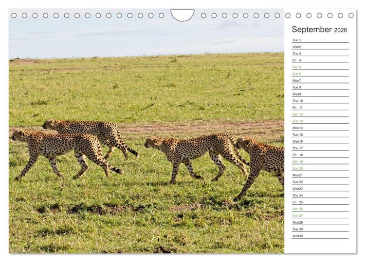 Produktbild: Kenya - its Wildlife (Wall Calendar 2026 DIN A4 landscape), CALVENDO 12 Month Wall Calendar