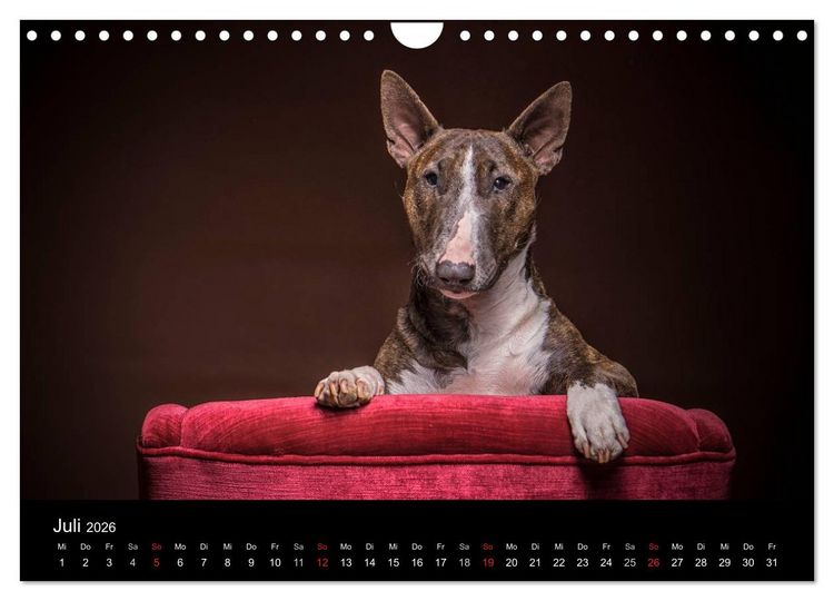 Produktbild: Bullterrier (Wandkalender 2026 DIN A4 quer), CALVENDO Monatskalender