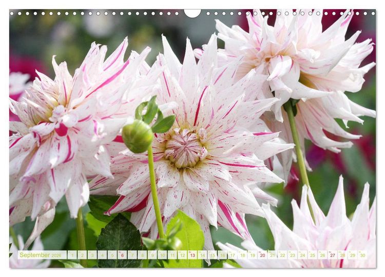 Produktbild: Wunderbare Dahlienwelt (Wandkalender 2026 DIN A3 quer), CALVENDO Monatskalender