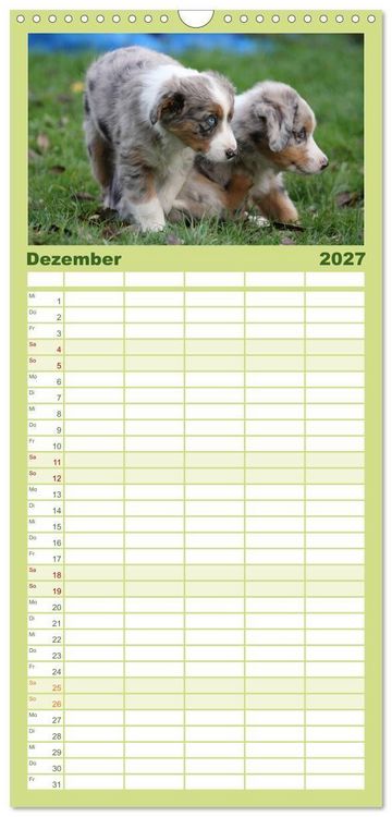 Produktbild: Familienplaner 2027 - Australian Shepherd - H&uuml;tehunde mit Familienanschluss mit 5 Spalten (Wandkalender, 21 x 45 cm) CALVENDO