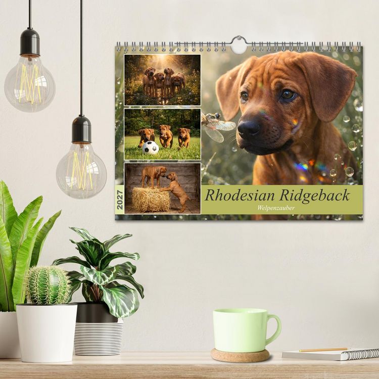 Produktbild: Rhodesian Ridgeback - Welpenzauber (Wandkalender 2027 DIN A4 quer), CALVENDO Monatskalender