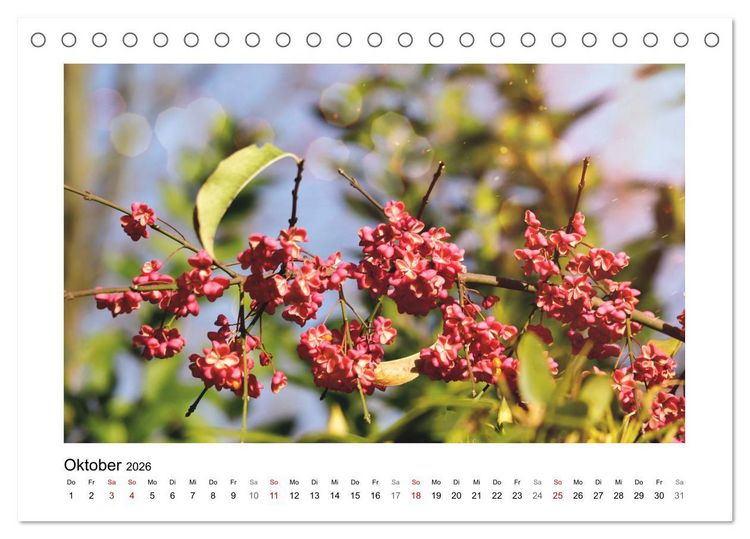 Produktbild: Mein Sehnsuchtsort, der Garten (Tischkalender 2026 DIN A5 quer), CALVENDO Monatskalender