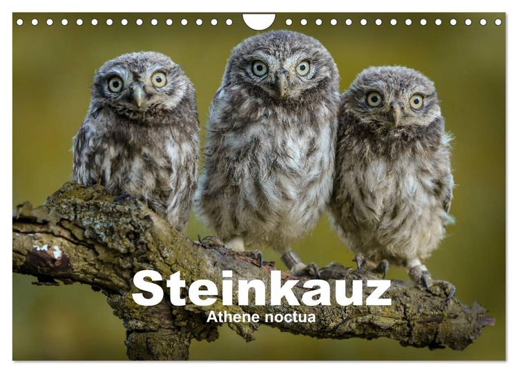 Produktbild: Steink&auml;uze (Athene noctua) (Wandkalender 2026 DIN A4 quer), CALVENDO Monatskalender