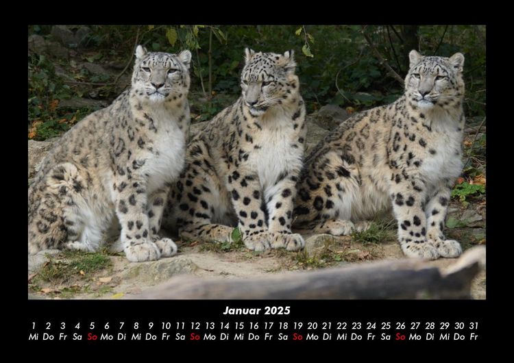 Produktbild: Welt der Tiere 2025 Fotokalender DIN A3
