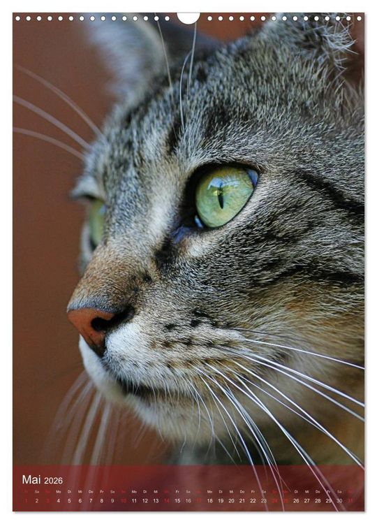 Produktbild: KATZEN AUGEN BLICKE (Wandkalender 2026 DIN A3 hoch), CALVENDO Monatskalender