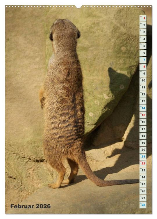 Produktbild: Erdm&auml;nnchen-Meerkats-Surikate (hochwertiger Premium Wandkalender 2026 DIN A2 hoch), Kunstdruck in Hochglanz