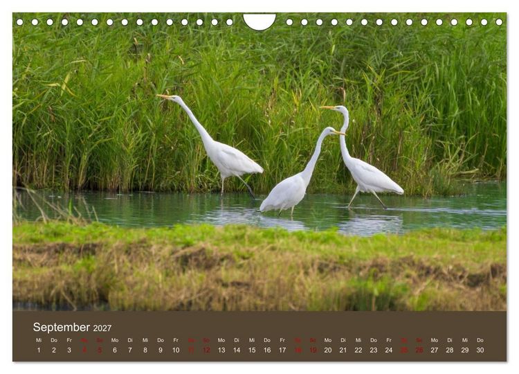 Produktbild: Reiher in der Elbmarsch (Wandkalender 2027 DIN A4 quer), CALVENDO Monatskalender