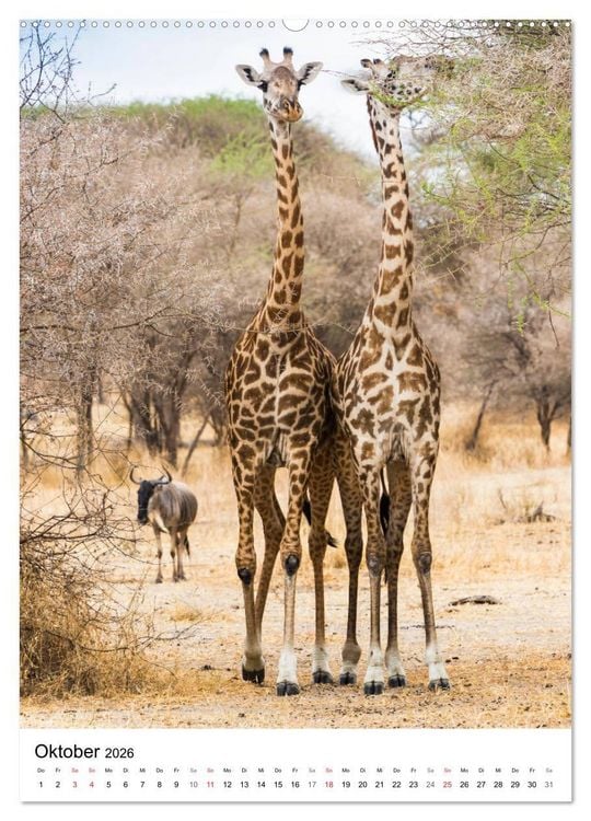 Produktbild: Serengeti Pur - Tansania (Wandkalender 2026 DIN A2 hoch), CALVENDO Monatskalender
