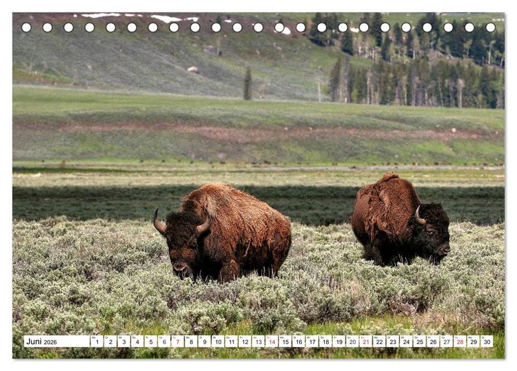 Produktbild: TATONKA Der nordamerikanische Bison (Tischkalender 2026 DIN A5 quer), CALVENDO Monatskalender
