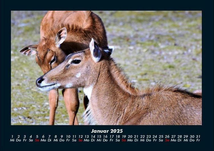 Produktbild: Der Tierkalender 2025 Fotokalender DIN A4