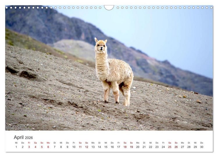 Produktbild: Lamas und Alpakas - Die weichen Neuweltkamele. (Wandkalender 2026 DIN A3 quer), CALVENDO Monatskalender