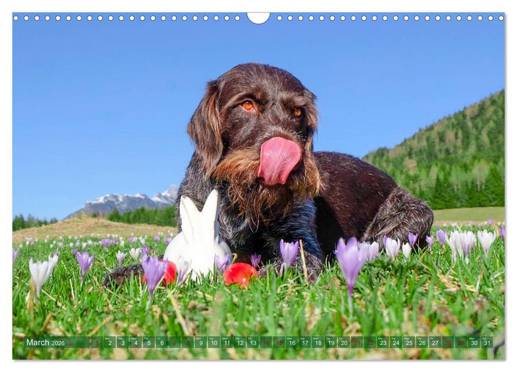Produktbild: Pointer Power (Wall Calendar 2026 DIN A3 landscape), CALVENDO 12 Month Wall Calendar