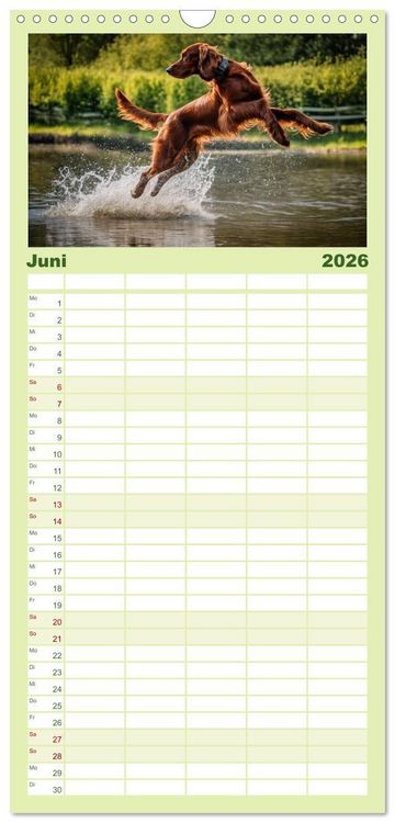 Produktbild: Familienplaner 2026 - Irish Setter - Anmut pur mit 5 Spalten (Wandkalender, 21 x 45 cm) CALVENDO