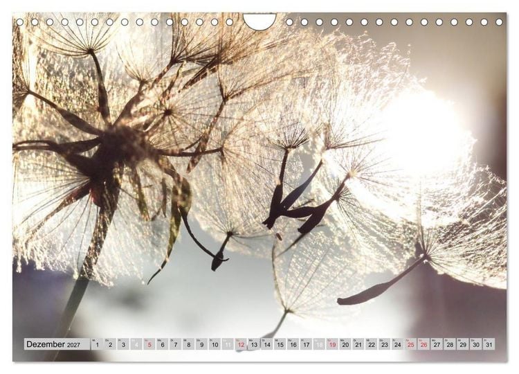 Produktbild: PusteblumenZauber (Wandkalender 2027 DIN A4 quer), CALVENDO Monatskalender