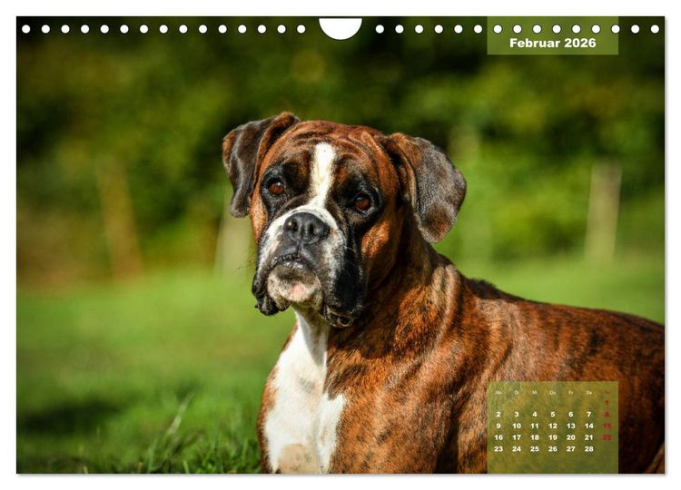 Produktbild: Einmal Boxer - immer Boxer (Wandkalender 2026 DIN A4 quer), CALVENDO Monatskalender