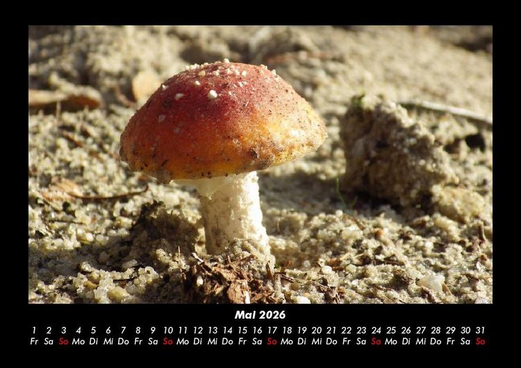 Produktbild: Bilder aus der Natur 2026 Fotokalender DIN A3
