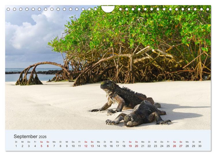 Produktbild: Entdecke Galapagos (Wandkalender 2026 DIN A4 quer), CALVENDO Monatskalender